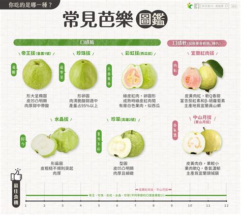 榕樹芭樂可以吃嗎|芭樂營養價值、功效、熱量